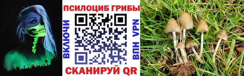 Псилоцибиновые грибы Psilocybine cubensis  Купить где  Воскресенск 